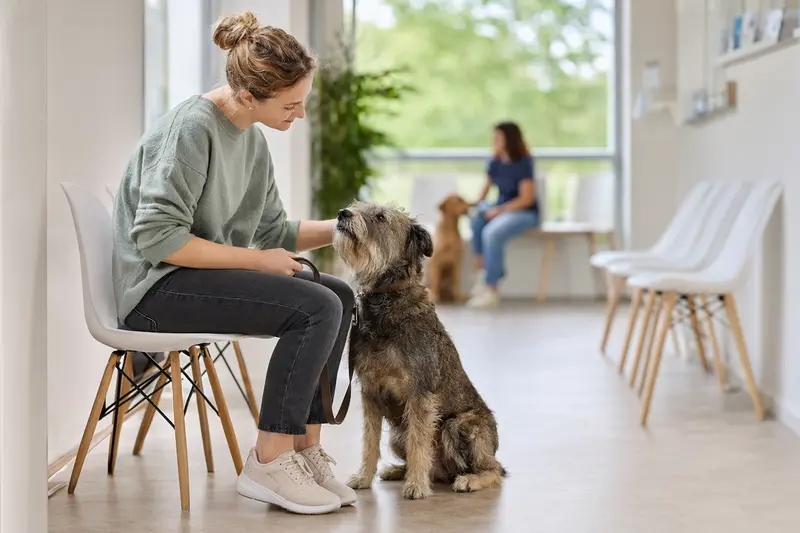 Ein Bouvier des Ardennes sitzt ruhig neben seinem Besitzer im hellen Wartezimmer einer modernen Tierarztpraxis.